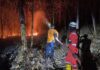 Mengerikan, Sepanjang 2026 Ratusan Ribu Hektare Hutan dan Lahan Ludes Terbakar
